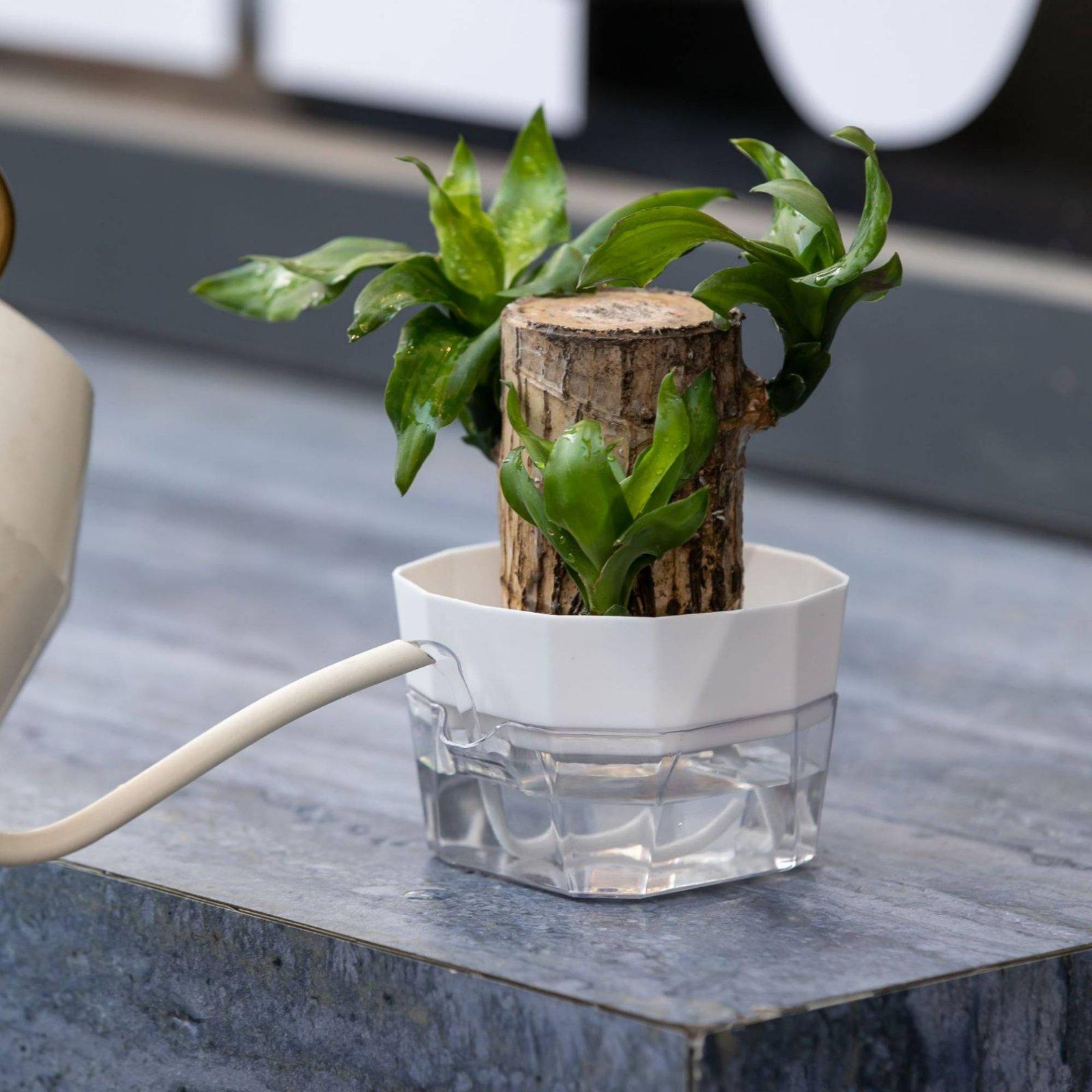 Jarrón Hidropónico de Dos Capa - Vase Decor reseña y precio